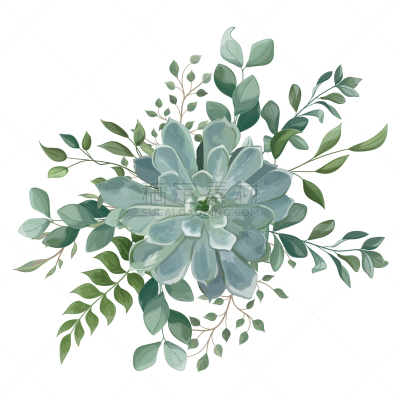 肉质植物,花束,分离着色,水彩画,白色,请柬,水彩画颜料,背景分离,浪漫,婚礼