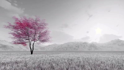 樱花盛开慢动作