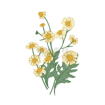 花蕾,叶子,动物手,甘菊,华丽的,浪漫,植物群,自然美,绘制,花