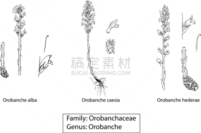 植物群,分离着色,有机食品,图像,叶子,矢量,唇形科,植物,复古,绘制