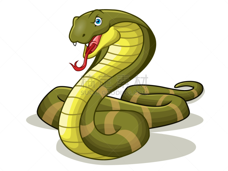有毒生物体,绘画插图,矢量,蛇,卡通,狂怒的,眼镜王蛇,人的眼睛,户外,螺线