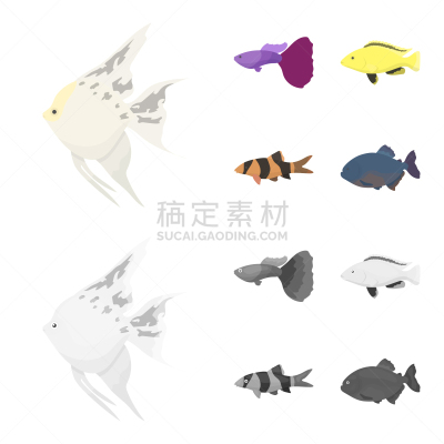 水虎鱼,蜂鸟,丽体鱼,小丑,孔雀鱼,分离着色,图像,海洋,品牌名称,收集