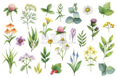 草本,水彩画,动物手,活力,华丽的,香料,食品,绘制,布置,花