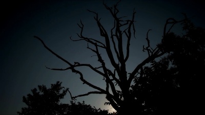 印度008日出树黎明时间