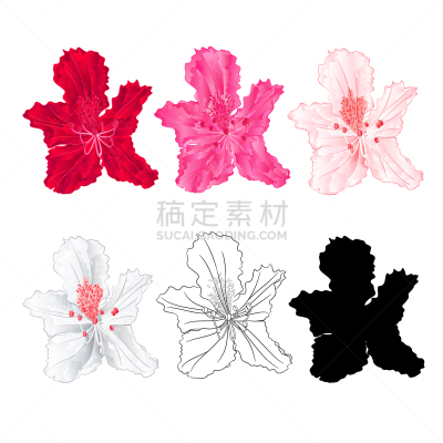杜鹃花属,红色,粉色,灌木,山,轻的,过敏反应,蓝莓,植物群,花