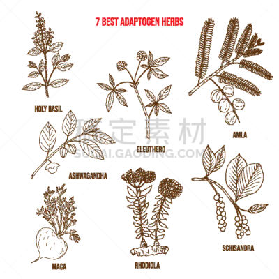 草本,生物学,自然,健康保健,药,环境,蔷薇属,玛咖,设计