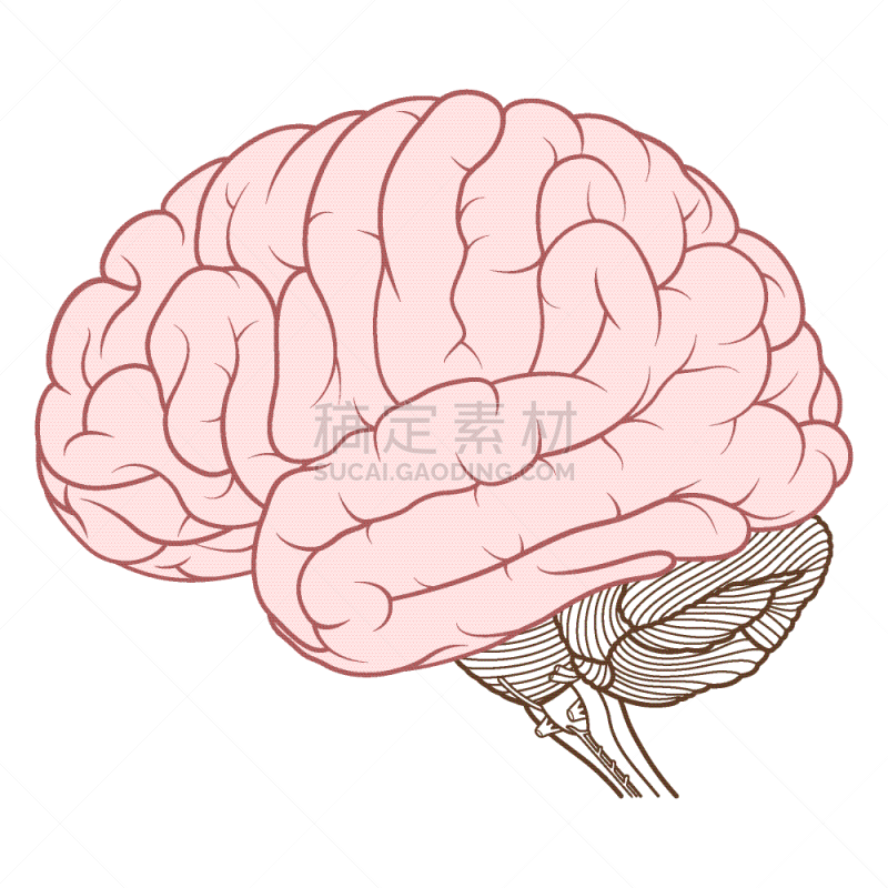颜色,大脑,侧面视角,生理学,人脑,分离着色,轮廓,白色,健康保健,思考