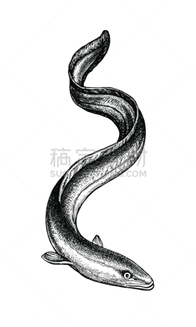 咸水鳗,草图,墨水,淡水,清新,一个物体,背景分离,食品,复古风格,动物