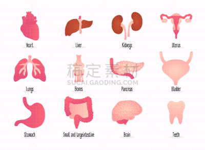 扁平化设计,极简构图,分离着色,白色,生物学,矢量,健康保健,人,膀胱