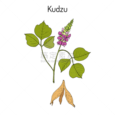 葛根,野葛,草药,茶,亚洲,饮料,季节,防晒霜