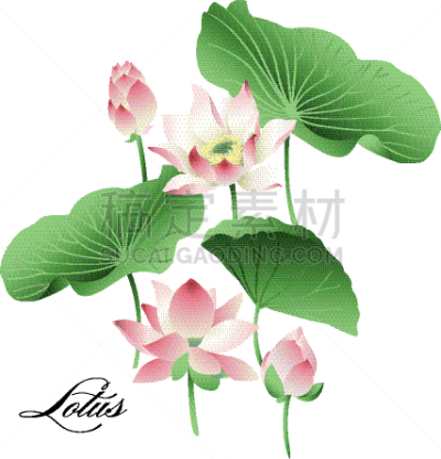 叶子,荷花,动物手,分离着色,有机食品,自然,华丽的,建摩斯达密节,绘制,布置