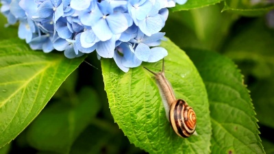 蜗牛