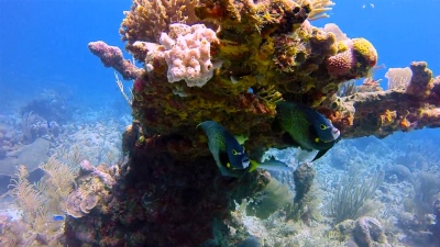 加勒比海中有法国神仙鱼的Hol Chan海洋保护区的海洋生物-伯利兹堡礁/龙涎湾