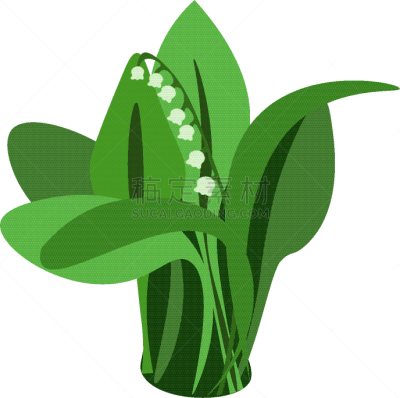 Lily Flower,白色,自然,图像,自然美,叶子,矢量,植物,夏天,花