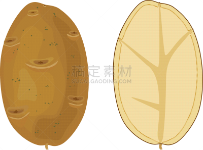 白色背景,块茎,马铃薯,分离着色,横截面,生物学,农业,蔬菜,部分,背景分离