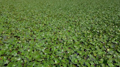 水生植物
