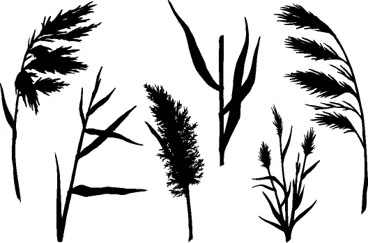 水生植物 水生植物图片 水生植物素材下载 稿定素材