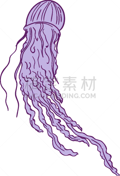 盒式水母,绘画插图,澳大利亚文明,分离着色,触须,白色背景,厚的,海洋生命,野生动物,图像