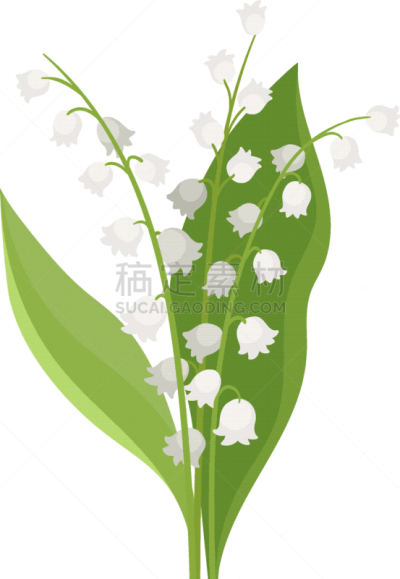清新,春天,叶子,绿色,铃兰,请柬,浪漫,植物群,模板,自然美