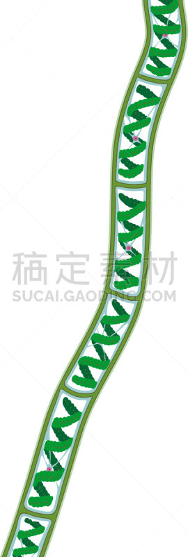 白色背景,绿藻,水棉属绿藻,分离着色,生物学,微生物学,细胞质,背景分离,细胞器,生物
