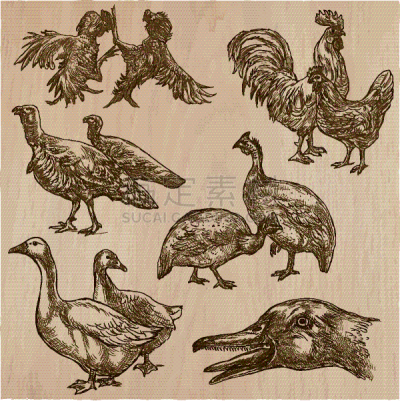 鸟类,兽群,平衡折角灯,动物手,牲畜,动物学,农业,收集,绘制,复古