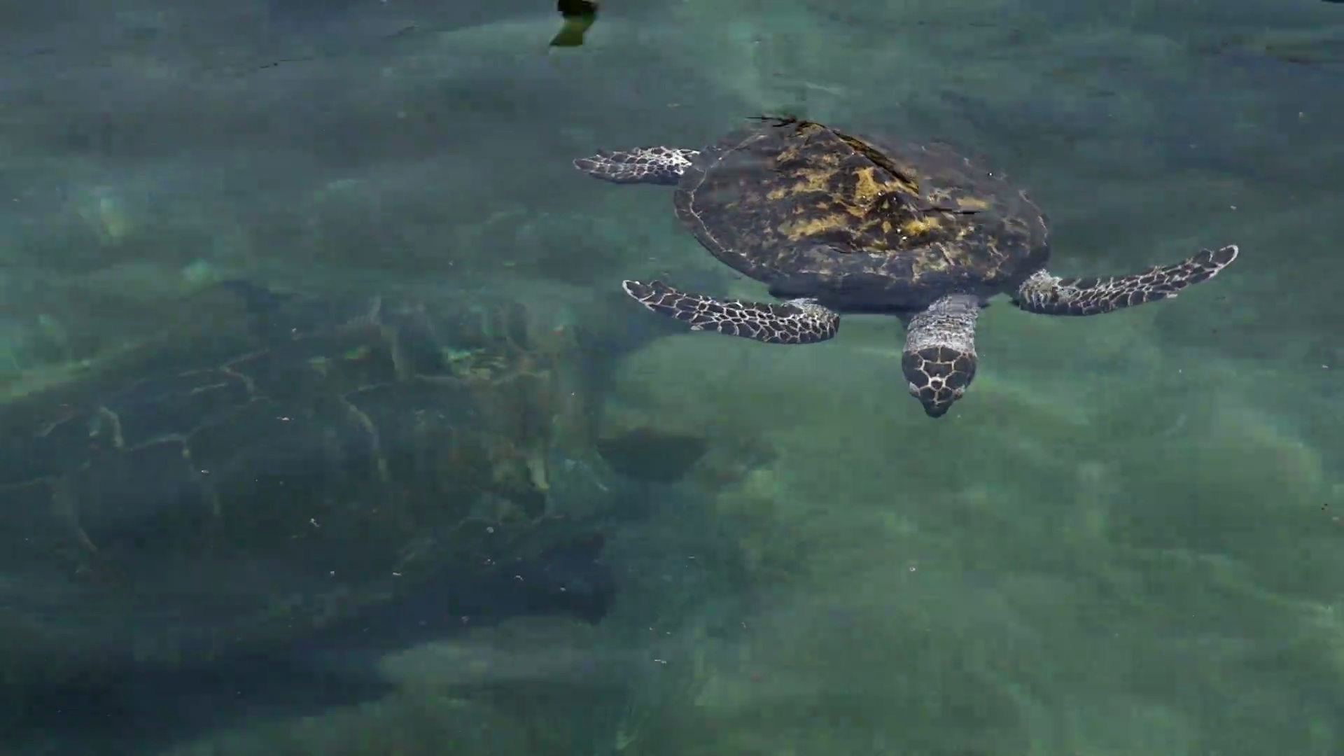 以色列埃拉特水下天文台海洋公园里的绿海龟