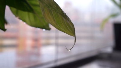 雨后一片树叶上的水滴，春天的树叶和雨滴