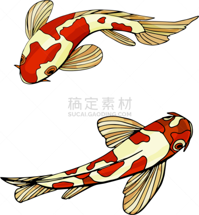 鱼类,鲤鱼,锦鲤,东方人,夏天,白色,红色,条纹,传统,艺术