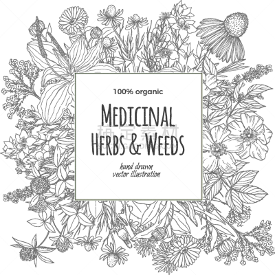 文字,草药,方形画幅,茶,熏衣草,健康保健,圣约翰草,香料,花