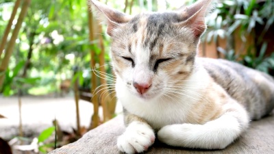 可爱的睡猫躺在木凳上