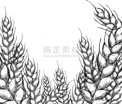 草图,农作物,全麦,农业,谷物,面包,食品,熟的,绘制,烹调