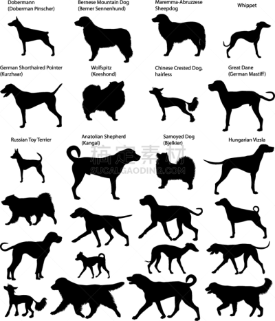狗屋,华丽的,纯种犬,梗犬,牧羊犬,狗,哺乳纲,鸟冠,维希拉猎犬,收集