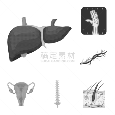 人,符号,人类的生殖器官,胆囊,主动脉,头皮,头发,布置