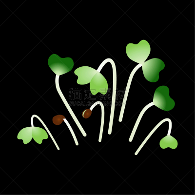 microgreens komatsuna bunch plants black