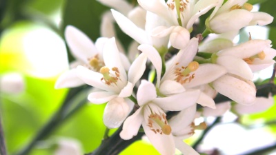 桂花