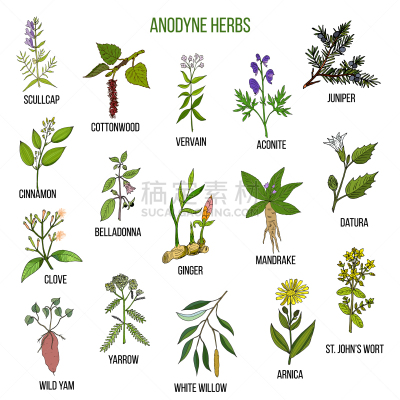 草本,动物手,草药,生物学,精力,健康保健,圣约翰草,药,绘制,布置