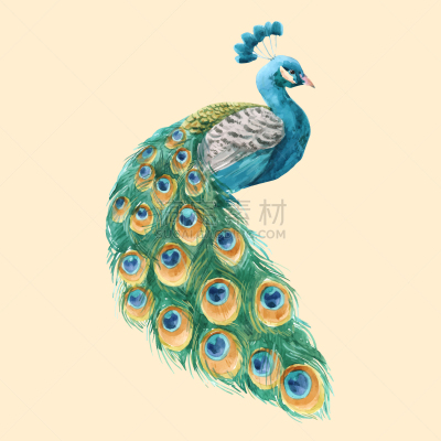 孔雀,水彩画,鸡尾酒,自然,热带雨林,图像,艺术,动物,设计,复古