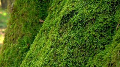 长满多年生绿色苔藓的树干。特写镜头
