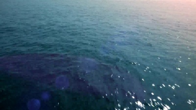 飞过大海。高清