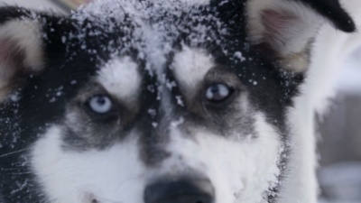 Slo MO CU Husky吠叫