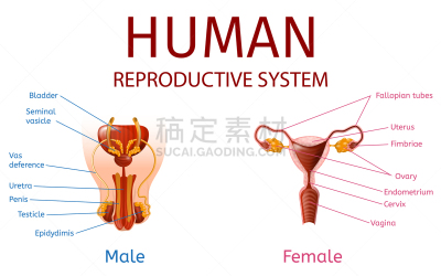 人类的生殖器官,男性,女性,计算机部件,卵巢,前列腺,人,男人