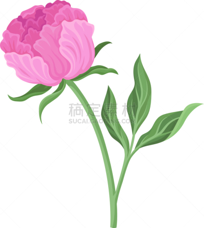 牡丹,花蕾,非凡的,华贵,浪漫,植物群,枝繁叶茂,自然美,涂料,春天