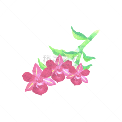 pink dendrobium orchid with green leaves in