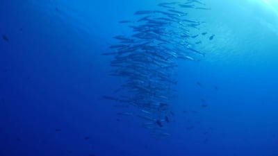 海底梭鱼群