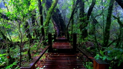 雨中自然公园木桥苔藓