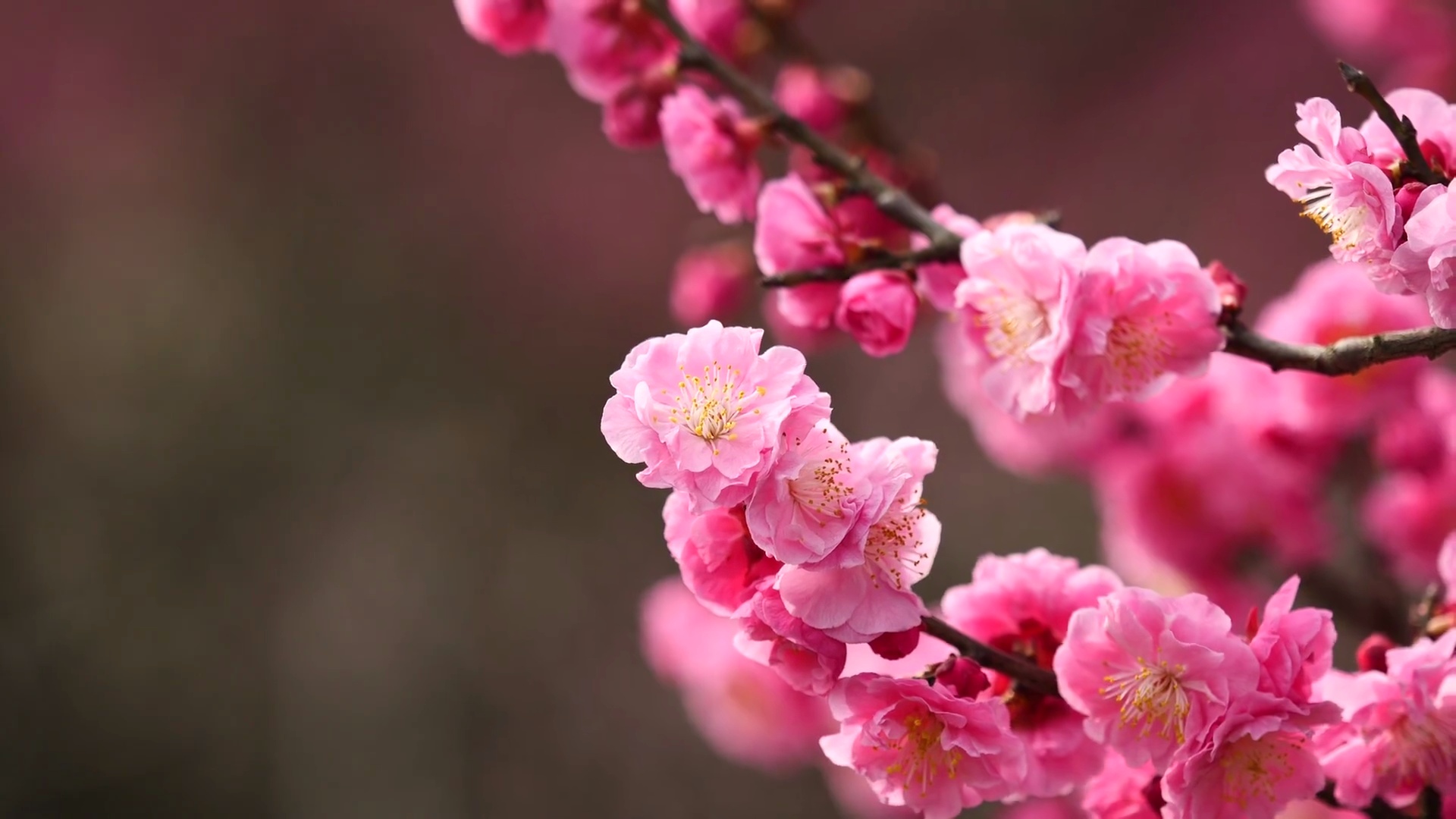 春花系列 粉红色梅花在微风中绽放，特写镜头， 电影，慢动作。