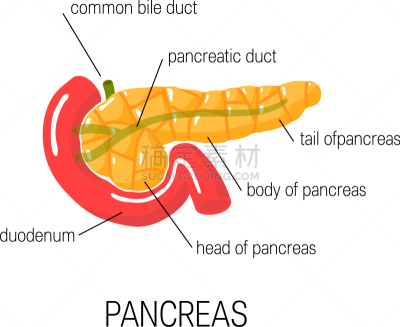 医疗图,胰腺,分离着色,白色,信息图表,健康保健,人,分泌细胞,数据