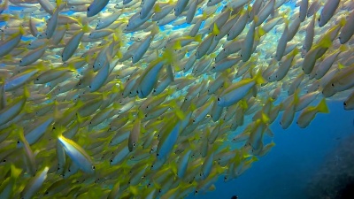 Bigeye Snapper(Lutjanus)Shoal of Bigeye Snapper(Lutjanus)Fish，Bida Nok，Andaman Sea，Krabi，泰国。