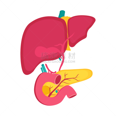 健康保健,胰腺,肝脏,分离着色,生物学,人,图表,教育,生病