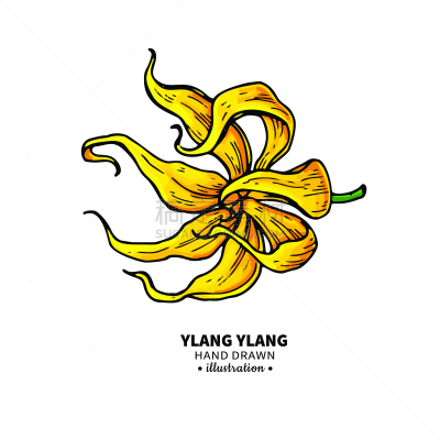健康保健,绘画插图,矢量,分离着色,依兰,背景分离,热带气候,香水,芳香疗法,植物